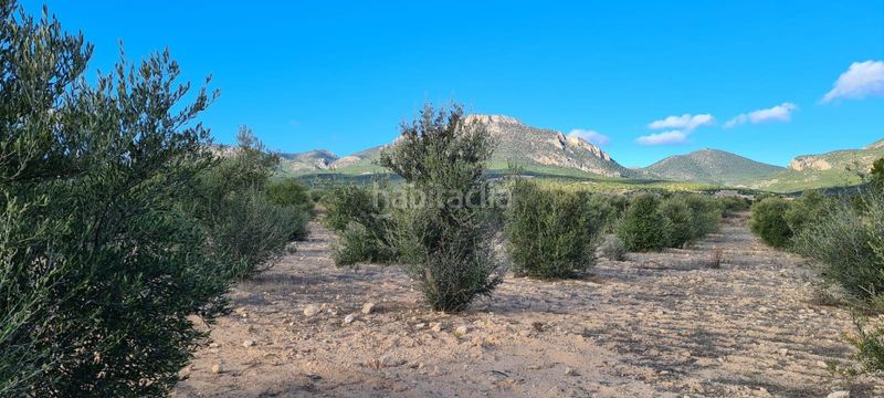 Foto c84c34b2-ceca-4ec5-a178-aa66bad320ac. Rural plot in La Hoya Lorca