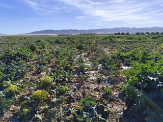 Finca rústica a Totana. Terreno agrícola en venta en lébor totana