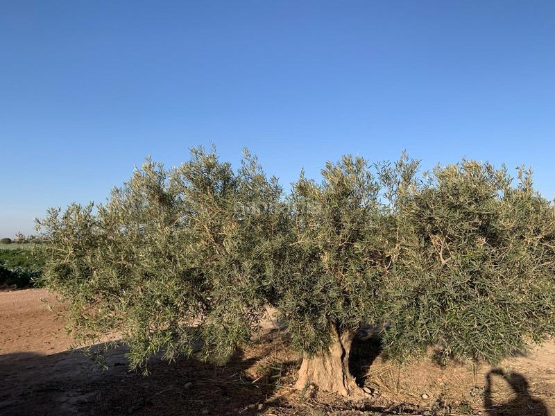 Foto 00d2bb62-74e2-4e45-abf3-4fa7705382de. Finca rústica terreno rústicola junquera en Totana