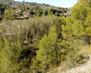 Residential Plot in Penàguila