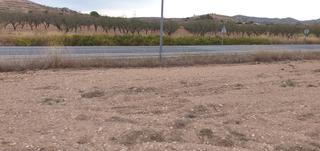 Terreno residencial en Pinoso