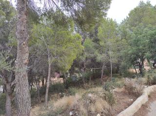 Residential Plot in Pinar de Advocat-Cometa