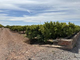 Terrain résidentiel  Puig -. Campo de cítricos en producción en el termino municipal de el pu