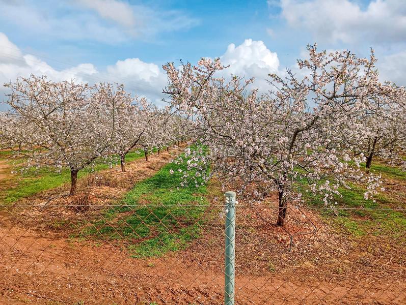 Foto 88724200-6788-451c-8c71-50fed64856c4. Terreny residencial a ma-3500 20 a Llubí