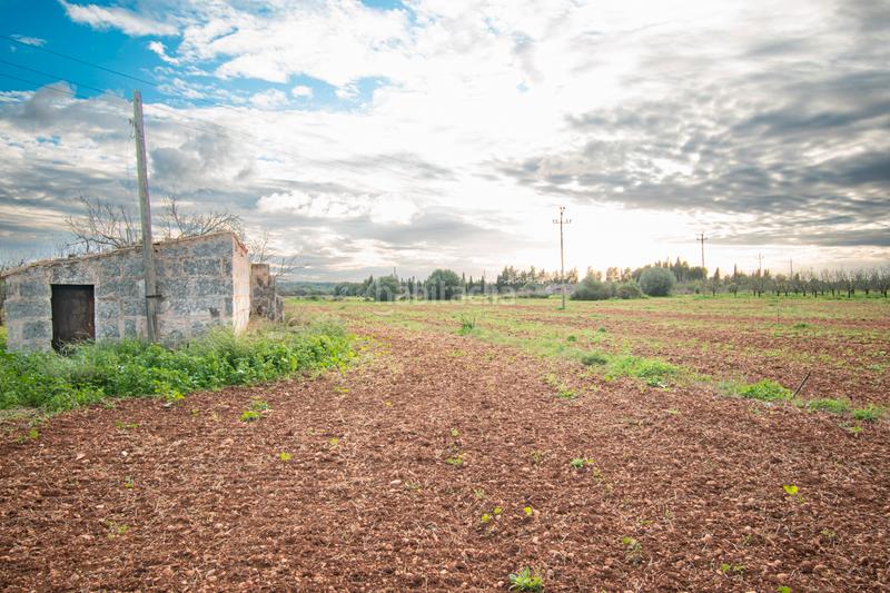 Foto e53ea093-5d2f-4dd4-a7e0-ebbc6adb271b. Terreny residencial a ma-3500 20 a Llubí