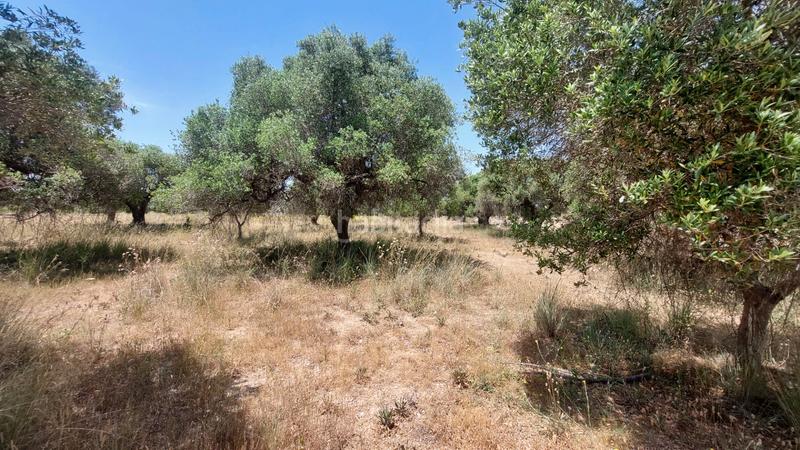 Foto 39d7ac3a-6ced-47eb-8c85-8afc4d1190ae. Propriété dans n/a dans La Franquesa-Oasis Park Vendrell (El)