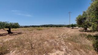 Finca rústica a N/a. ¡descubre esta magnífica parcela de olivos en el encantador pla