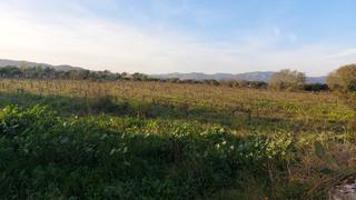 Finca rústica a Santa Oliva. Gran finca rustica de produccion de uva en santa oliva