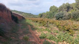 Finca rústica en N/a. Terreno rústico en la carretera de albinyana a bonastre.