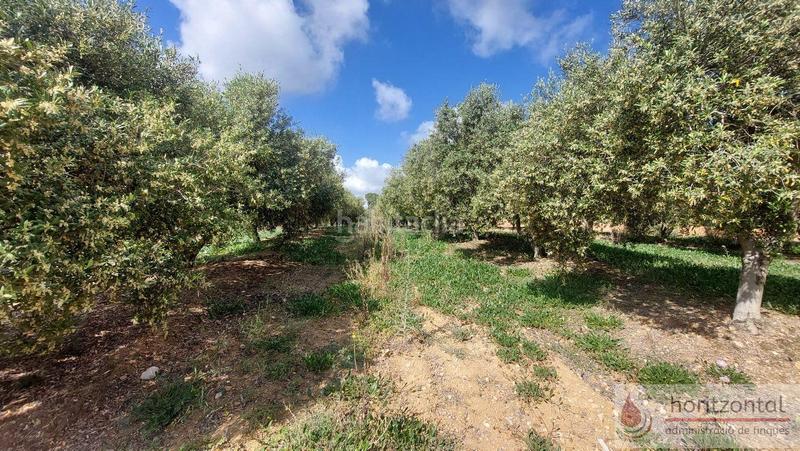 Foto 43a78efc-defd-40e2-a750-09ef23529eea. Terreny residencial a Secuita (La)