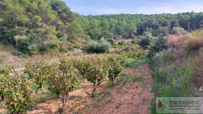 Foto 52546ae6-6264-4773-99c1-b4dacd254202. Terrain résidentiel dans major 0 dans Albinyana