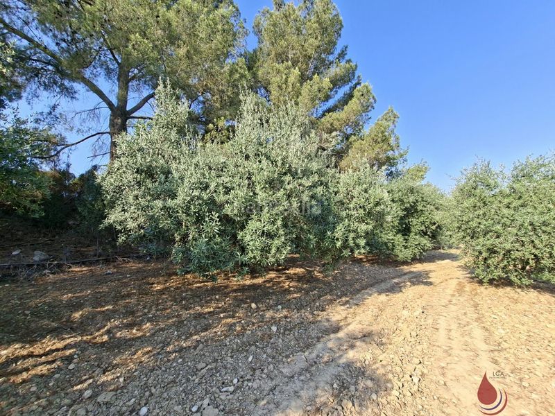 Foto f75db87b-b4d6-409a-9121-f2c21f6a3821. Terreny residencial a Arboç (L´)