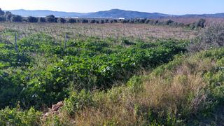 Finca rústica a Bisbal del Penedès (La). Estupenda finca de 1.5 ha en la bisbal del penedès