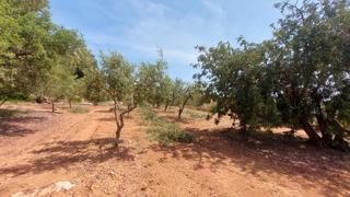 Finca rústica a Mas Borràs-Coto del Rey. Finca rústica de 18.826 m² en el vendrell