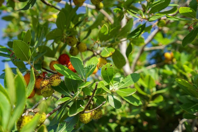Foto a7e22c40-e11a-4e7a-bc55-da2d81d3ed0e. Casa in Centro Ciudad Xàbia