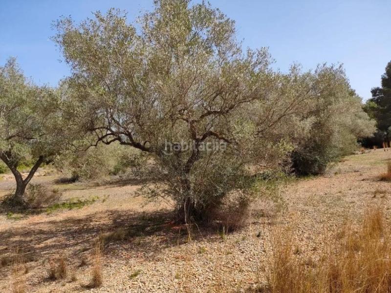 Foto 37ffc3ca-fb76-4212-8a46-03d2697991dc. Finca rústica parcela rustica en Partidas de Interior - Zona Rústica Vinaròs