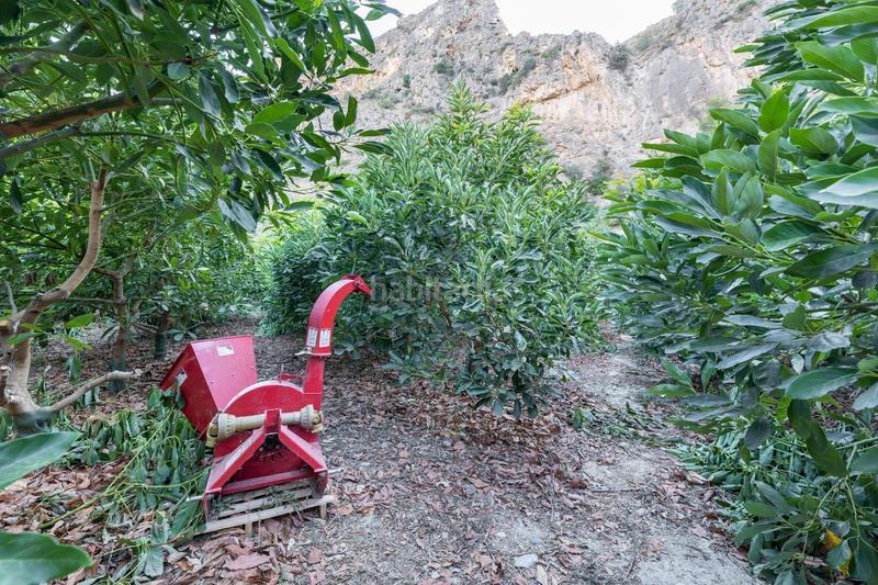 Foto 486d6897-c3eb-440b-a177-d9c8c84e60a1. Finca rústica finca de aguacates en velez de benaudalla en Vélez de Benaudalla