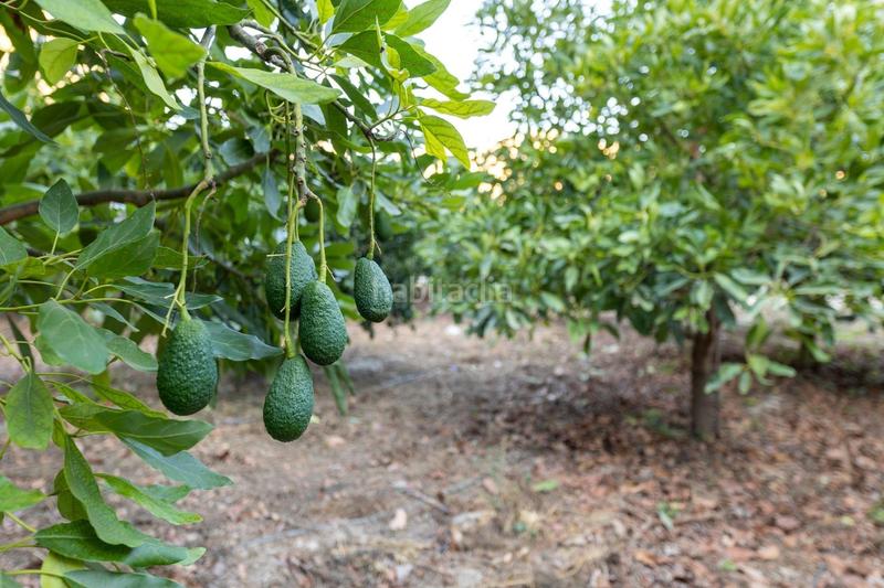 Foto 81a3759e-7714-42ac-96c7-b1f3163484e7. Finca rústica finca de aguacates en velez de benaudalla en Vélez de Benaudalla
