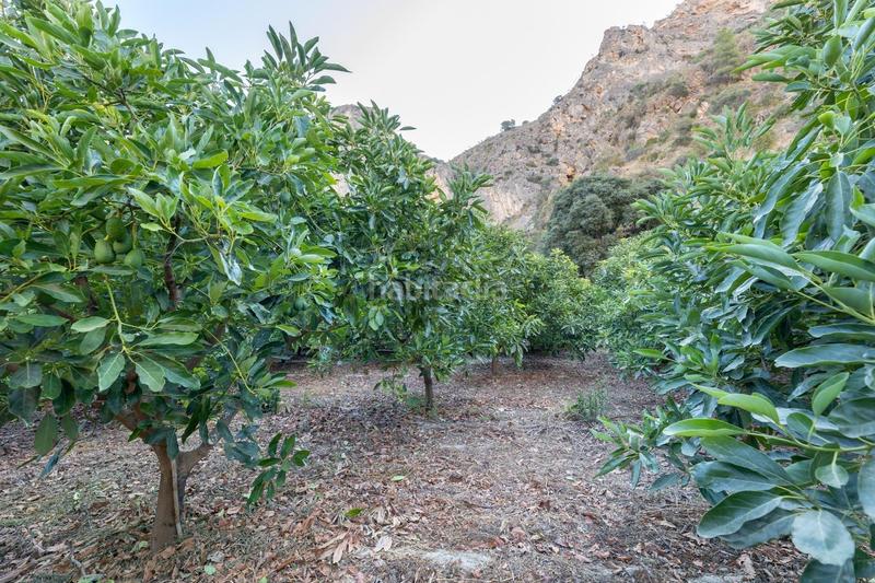 Foto 9c05f9e6-2584-4701-971a-7f93cfd7f9c4. Finca rústica finca de aguacates en velez de benaudalla en Vélez de Benaudalla