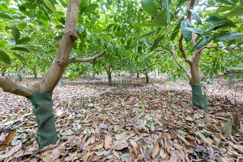 Foto bc7d7f49-efab-49c2-8c1f-7fa862bf6f7a. Finca rústica finca de aguacates en velez de benaudalla en Vélez de Benaudalla