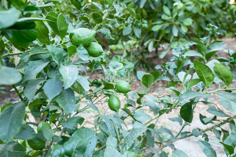 Foto dbe1188e-3683-47e4-9584-c7c6ff6dfe09. Finca rústica finca de aguacates en velez de benaudalla en Vélez de Benaudalla