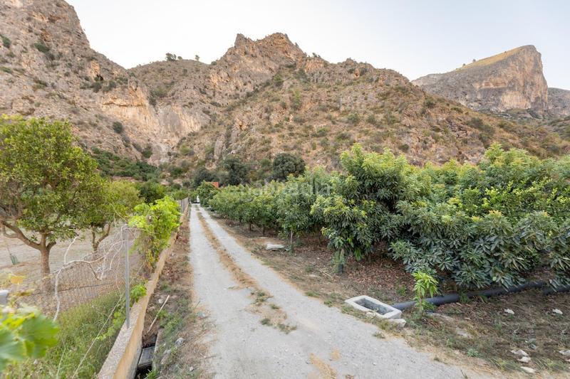 Foto e818f47b-2cdc-4527-898d-f4a23ba226b0. Finca rústica finca de aguacates en velez de benaudalla en Vélez de Benaudalla