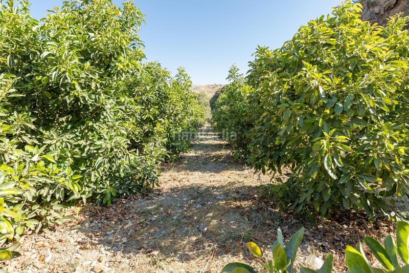Foto 042d69e4-0753-429a-88bc-e73a6f6825bf. Finca rústica paraiso tropical en velez de benaudalla en Vélez de Benaudalla