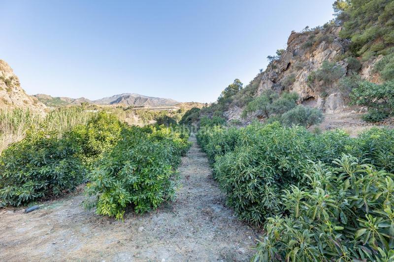 Foto 21583d3d-6e5a-4a91-8492-4505a5836023. Finca rústica paraiso tropical en velez de benaudalla en Vélez de Benaudalla