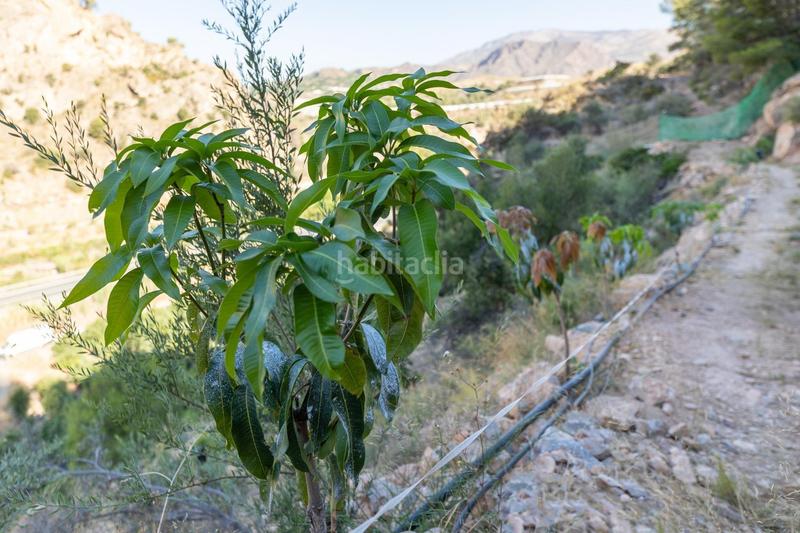Foto 8224ba79-0c19-4d67-80ff-d9e41b58c421. Finca rústica paraiso tropical en velez de benaudalla en Vélez de Benaudalla