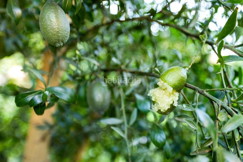 Foto b0700cf0-e77d-4ef4-96fb-d20c9fd8aa80. Finca rústica paraiso tropical en velez de benaudalla en Vélez de Benaudalla