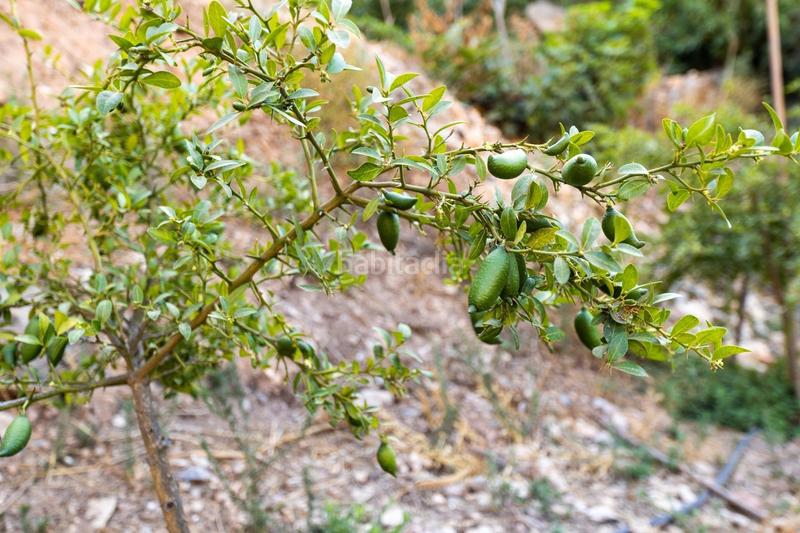 Foto b6a26d0a-1d92-40d8-b525-49bb24089dc8. Finca rústica paraiso tropical en velez de benaudalla en Vélez de Benaudalla