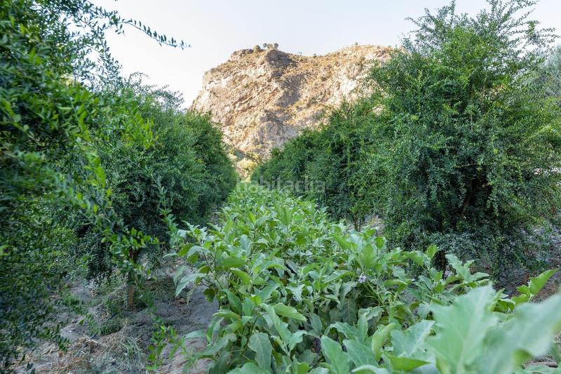 Foto b953f038-874d-4603-9508-013f9c243843. Finca rústica paraiso tropical en velez de benaudalla en Vélez de Benaudalla