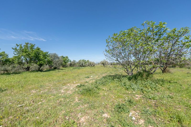 Foto 209c8de0-a373-486d-ad8c-784916da5a5a. Finca rústica a Villa de Otura
