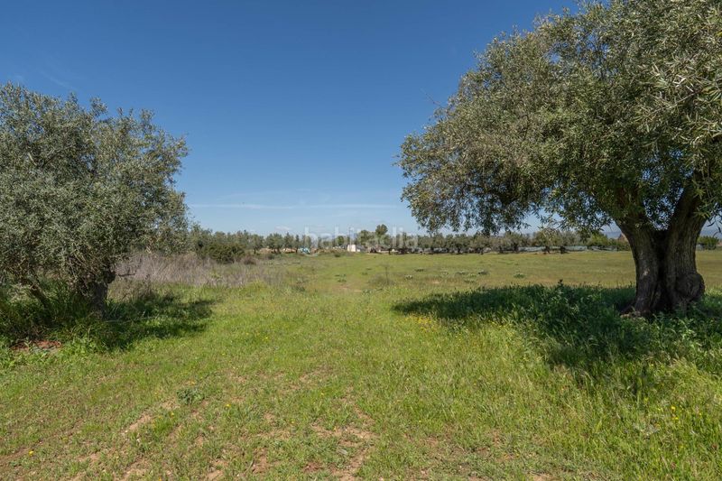 Foto 5c353cee-7b32-45b2-93ae-06552459e27b. Finca rústica a Villa de Otura