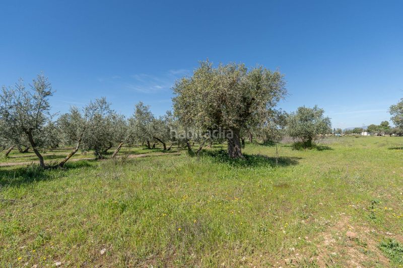 Foto 9539d909-0b71-4f96-b138-e91c1a9c4cf1. Finca rústica a Villa de Otura
