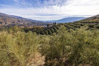 Finca rústica a Pinar (El)