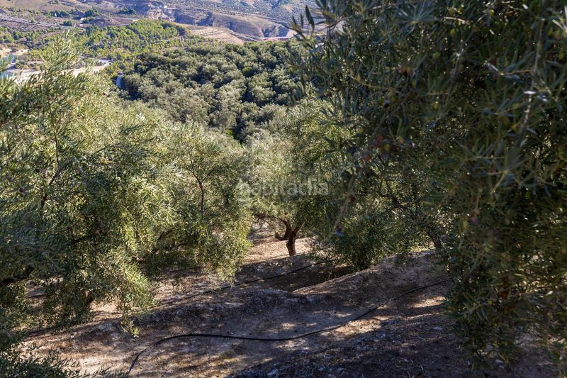 Foto e421b8c8-11fb-4a8f-8281-9aa7fa4e545a. Finca rústica a Pinar (El)