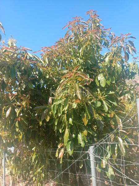 Foto 4730d35e-23d7-4894-83fb-df1d97340b36. Fondo rustico in Ejido Norte Ejido (El)