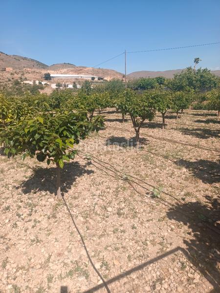 Foto 0597c04d-db5d-4cd2-a4d3-26ec3df0b2f2. Finca rústica en Ejido Norte Ejido (El)