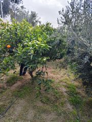 Fondo rustico in Alcolea