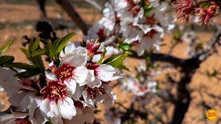 Residential Plot in Chirivel