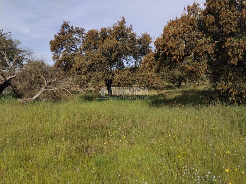 Foto 01bc80cf-332e-4619-ba90-530cbcdb6834. Finca rústica a Las Vaguadas Badajoz