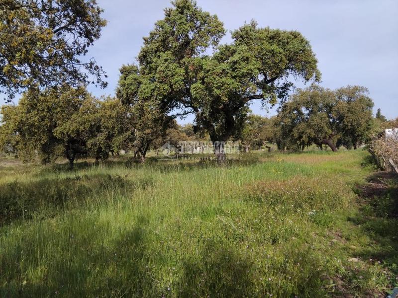 Foto 11c9b2e6-4c8a-4b48-a43d-0b397745fc79. Finca rústica a Las Vaguadas Badajoz