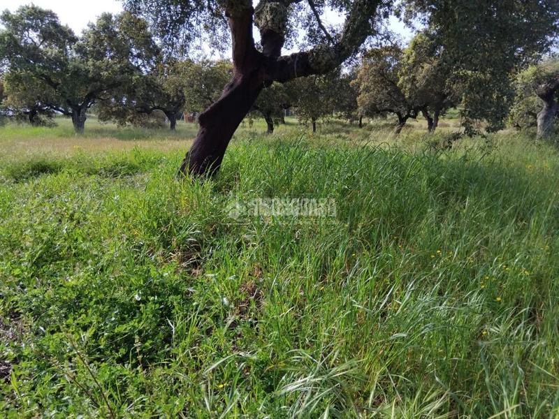 Foto 2227997a-e2fd-453d-a646-9f54b20eef96. Finca rústica a Las Vaguadas Badajoz