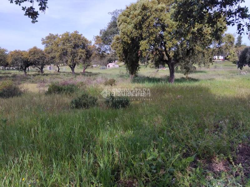 Foto 31e5074a-6ae5-40a1-80f8-5575b47ba676. Finca rústica a Las Vaguadas Badajoz