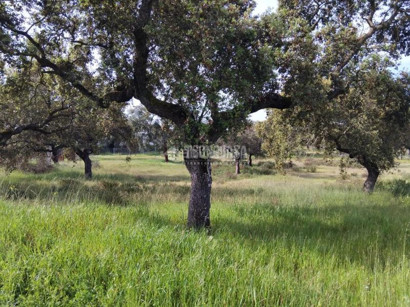 Foto 33c081d3-d76c-4b94-b1b8-46821871aa88. Finca rústica a Las Vaguadas Badajoz