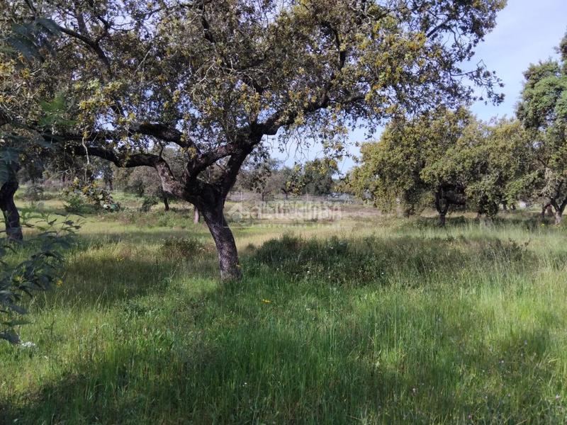 Foto 99b11219-07ce-497c-8f0a-14725a6685bd. Finca rústica a Las Vaguadas Badajoz