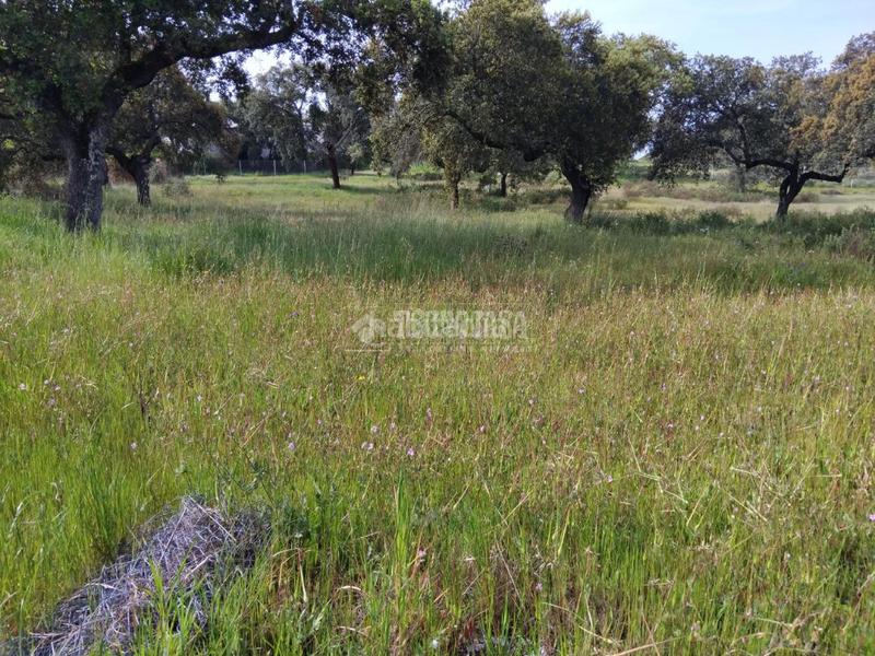 Foto b0db0889-d586-454c-9450-b554c0e85bd7. Finca rústica a Las Vaguadas Badajoz