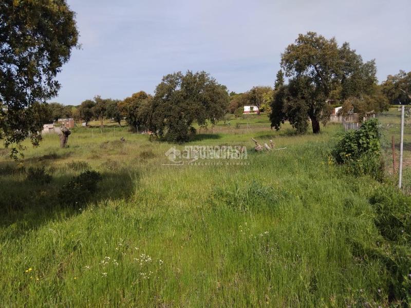 Foto ce68df4f-a640-4f3e-94a3-7cf5d9da0e16. Finca rústica a Las Vaguadas Badajoz