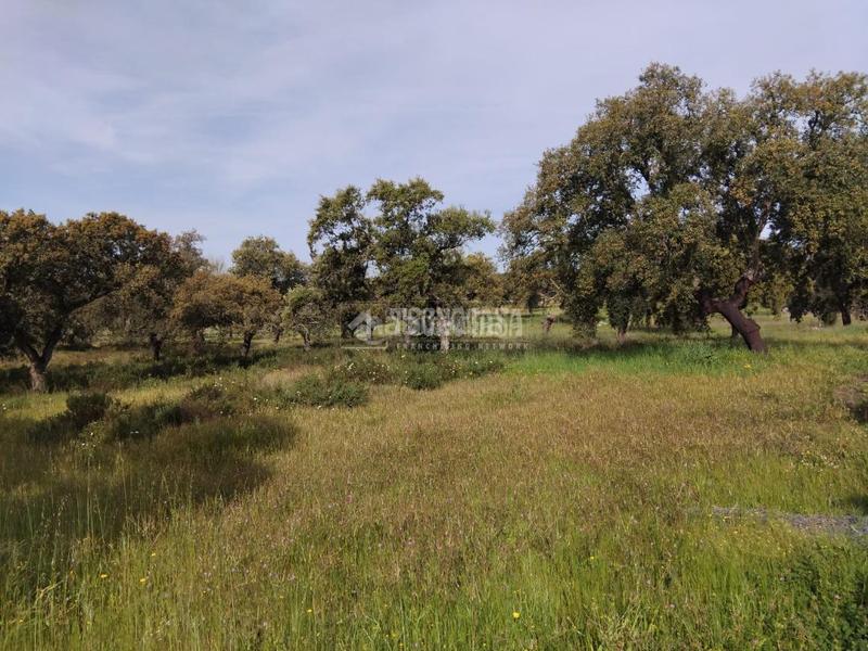 Foto dc2e272b-cb8d-4d54-a596-54787db02b7c. Finca rústica a Las Vaguadas Badajoz